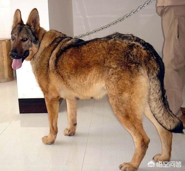 中国冠毛犬图片:都是土狗，为什么中华田园犬这么便宜，日本柴犬那么贵？ 中国冠毛犬的图片