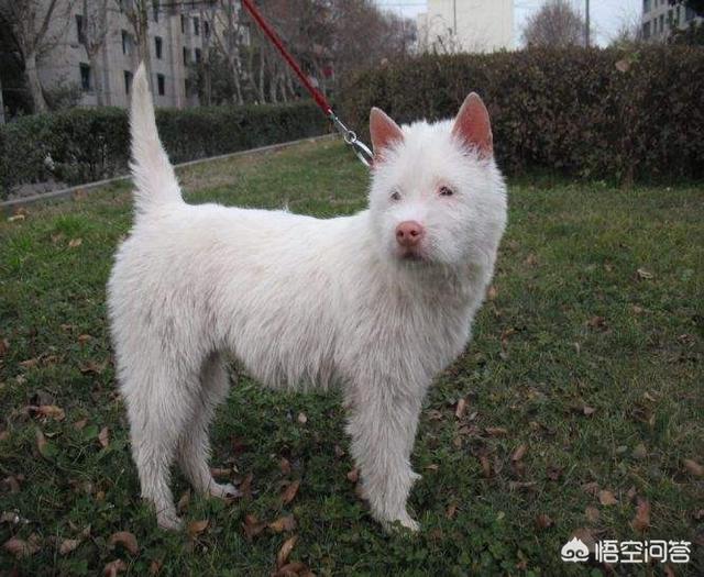 关于宠物狗的种类:除了中华田园犬，中国还有多少种狗狗？你最喜欢哪种？ 宠物狗的种类有哪些