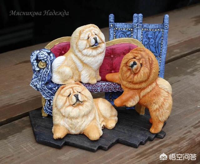 松狮幼犬视频:松狮幼犬图 如何给松狮幼犬喂养食物？
