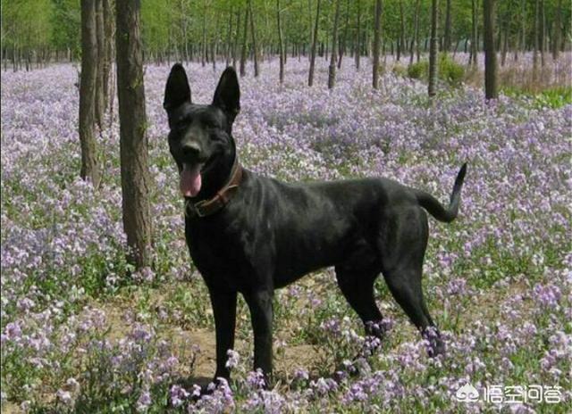 黑狼犬:养黑狼犬怎么样？幼犬价格多少钱？