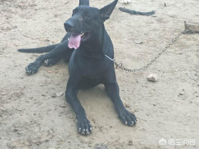 黑狼犬:养黑狼犬怎么样？幼犬价格多少钱？