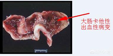 猪钩端螺旋体病首选药物:小猪隔离后经常得痢疾，打什么针比较好？