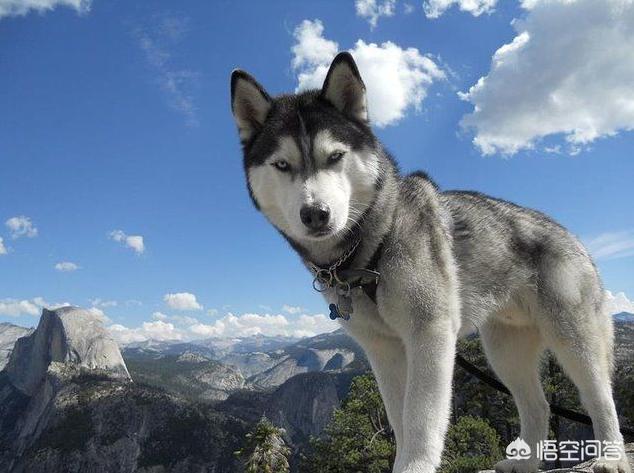 山东枣庄狼伤人事件的评价:开着满油的越野车，遇到狼群，可以逃生吗？