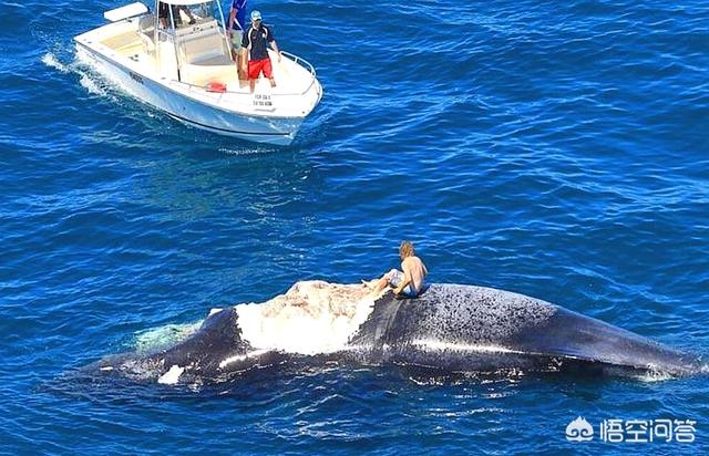 鲸鱼爆炸:鲸鱼死后还会爆炸？为什么？