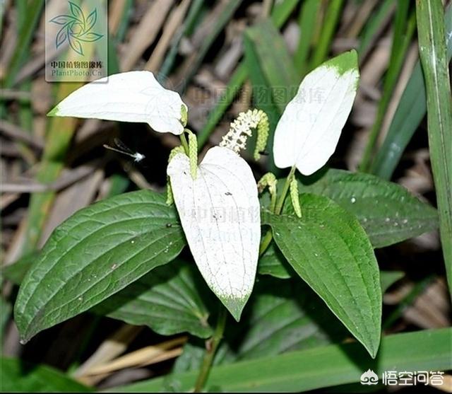 白花蛇舌草和半枝莲的功效与作用 半边莲和蛇舌草可以治疗癌症吗 我要软文网