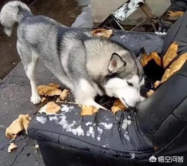 雪橇三傻的传奇:哈士奇真的喜欢吃苦瓜吗？