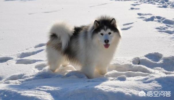 阿拉斯加犬性格脾气:饲养阿拉斯加犬，有什么危害？ 阿拉斯加犬的脾气