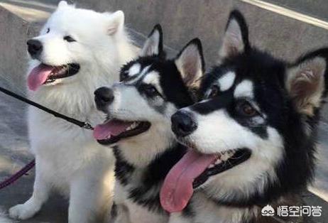 阿拉斯加犬性格脾气:饲养阿拉斯加犬，有什么危害？ 阿拉斯加犬的脾气