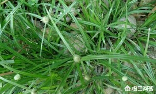 蜈蚣草图片:中草药蜈蚣草图片 铜钱草栽培对花盆有要求吗？带孔的好？还是不带孔的呢？