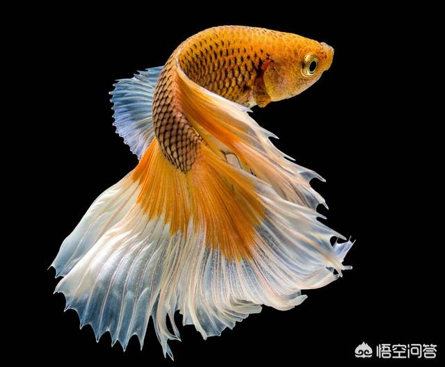 金鱼:金鱼 金鱼吃什么？养金鱼需要注意哪些问题？