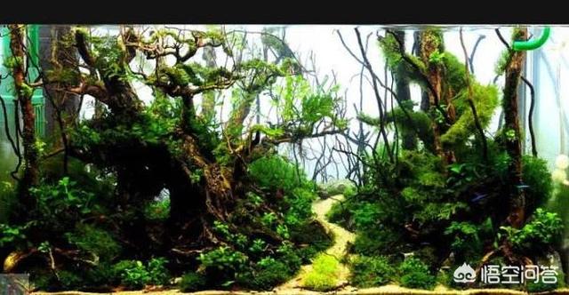 头条问答 鱼缸造景 水草寿命大约是多久 7个回答