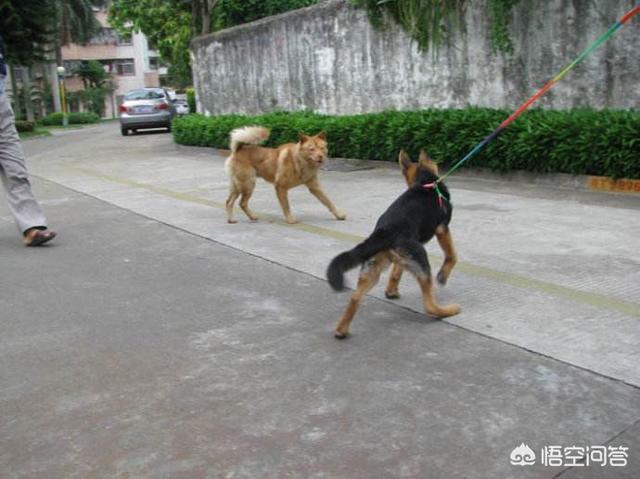 六种对其他动物最不友善的狗狗:有些泰迪为什么对小孩不友善？