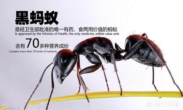 黑蚂蚁壮阳药，黑蚂蚁真的有药用价值吗有何依据