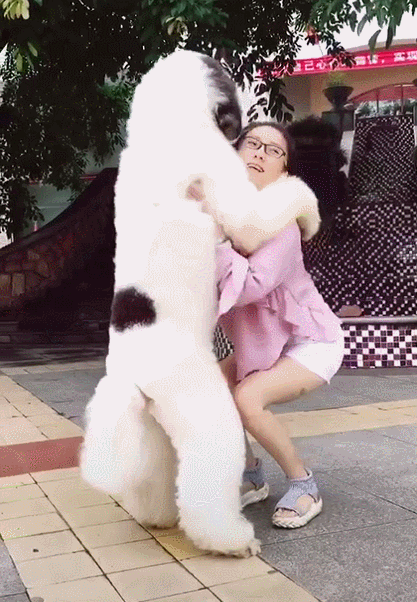介绍贵妇人犬:宠物数量排行榜第一的泰迪狗，为何如此受欢迎？