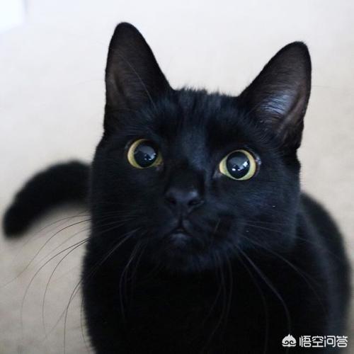 村里楼房养猫注意事项:宠物猫在农村家庭怎样正确放养？