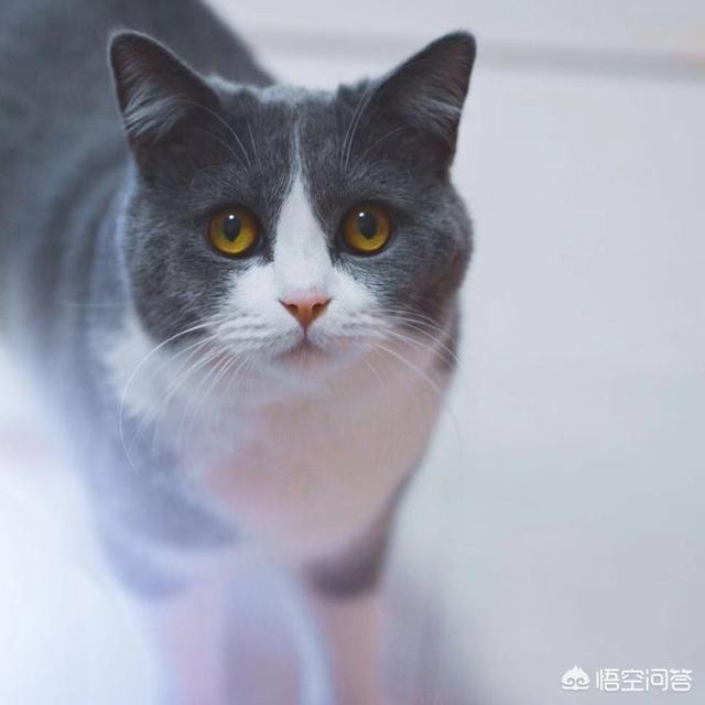 头像微信女生简单气质:为什么很多女生都喜欢用<a href=https://maguai.com/list/40-0-0.html target=_blank class=infotextkey><a href=https://maguai.com/list/40-0-0.html target=_blank class=infotextkey>美女</a></a>图片作为自己的头像？
