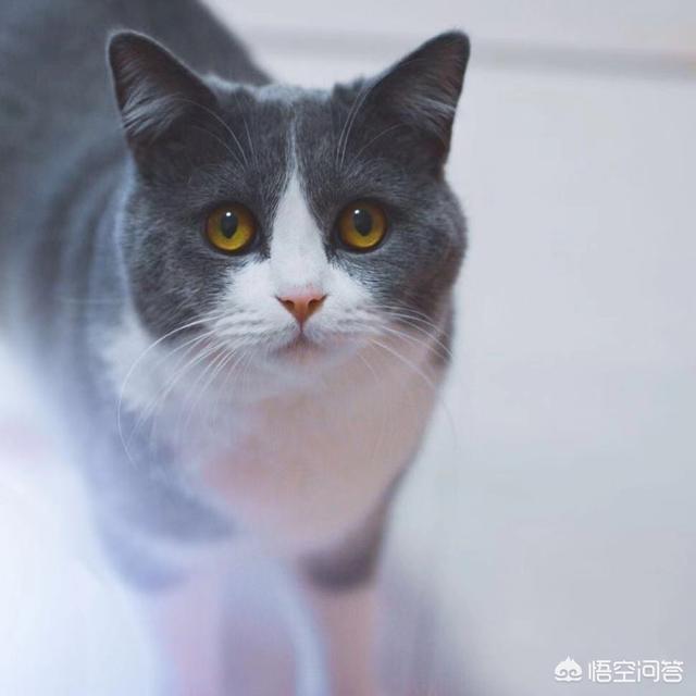 萌猫头像:女孩微信头像是猫咪，是什么意思？