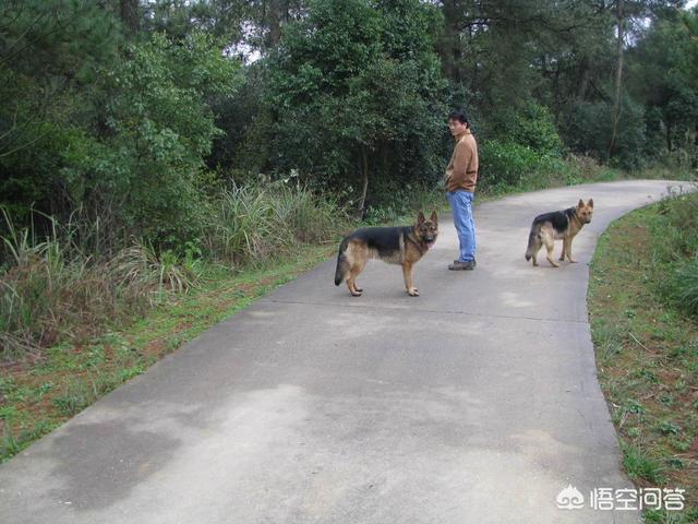 德国牧羊犬论坛:为什么有人说养了德牧就不想养其他狗了？ 德国牧羊犬论坛专区