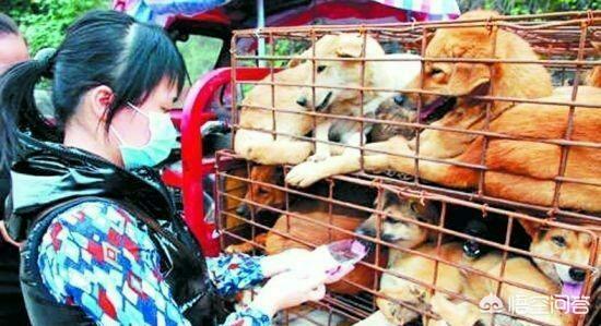 高速路拦车救狗被刑拘:有些爱狗人士的极端作为算是犯法吗？你怎么看些种行为？