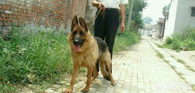 中国牧羊犬在线:中国喂养德国牧羊犬的人多吗？为什么？