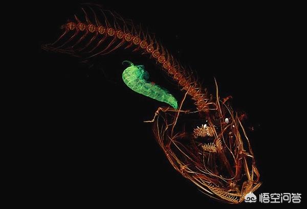一万米深处的海洋生物,需要像一般鱼那样,偶尔探出海面,呼吸氧气吗？为什么？