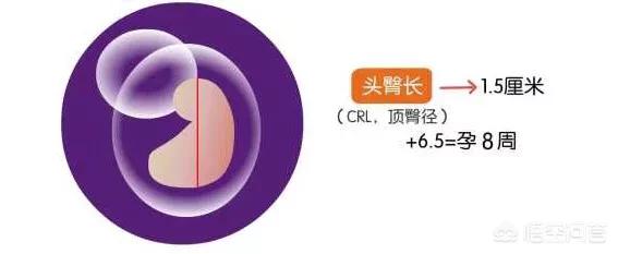 大排畸以后,为什么还要再做至少2次B超？真的重要吗？