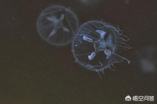 桃花水母为何被称为水中大熊猫，养殖塘里像小水晶球一样的东西可能是什么