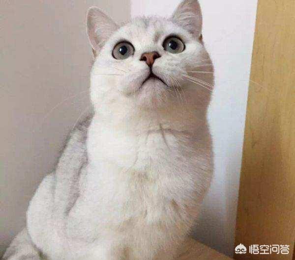 银渐层一般什么时候反群？猫咪反群该怎么办？