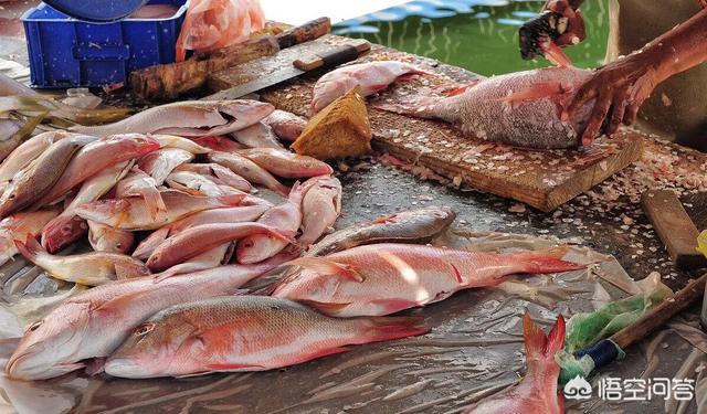 淡水鱼中什么品种最好吃，有的海鱼为什么比淡水鱼好吃？