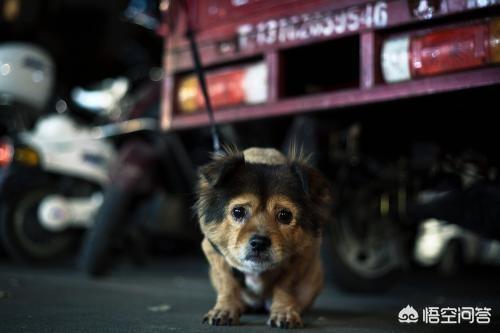 狗扑网:给狗狗撒开绳子后叫不回来怎么办？