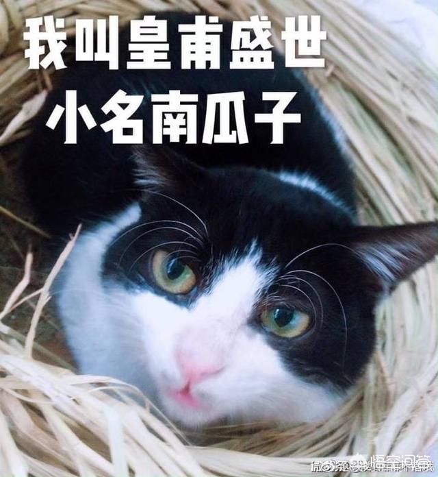 用猫狗和孩子照片做微信头像的人是什么心理