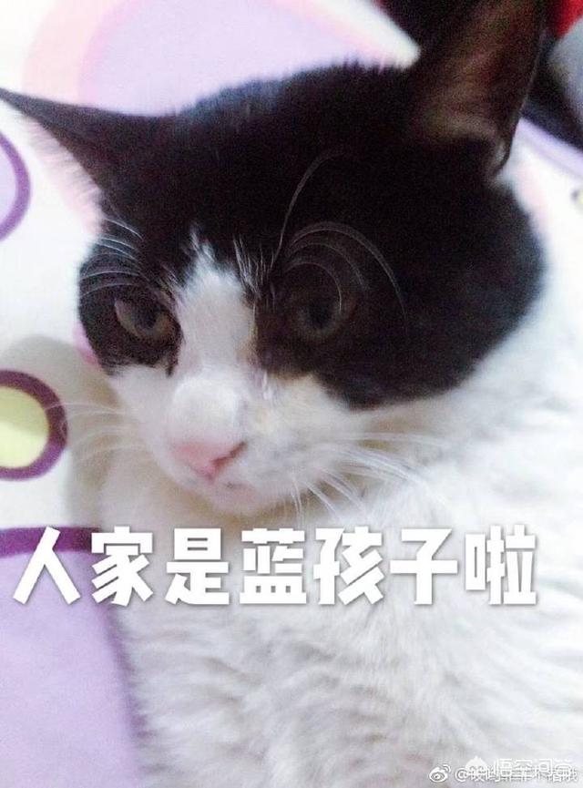 用猫狗和孩子照片做微信头像的人是什么心理