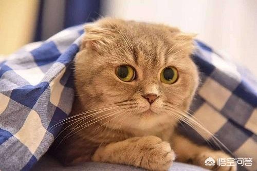 百变猫咪写真:如何把自己家猫拍得很萌？