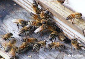 没有蜜蜂生态系将会如何，蜂箱口没有蜜蜂守卫，是怎么回事