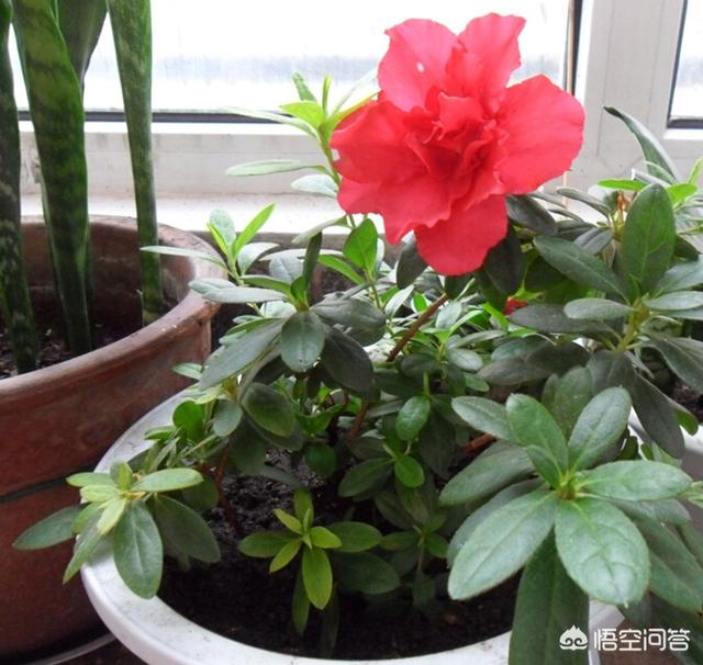网上买的杜鹃花有毒吗:网上买杜鹃花的小苗靠谱吗？买回来以后应该怎么养护？
