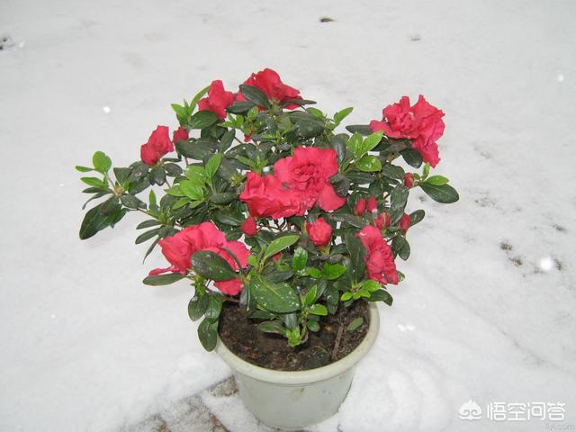 网上买的杜鹃花有毒吗:网上买杜鹃花的小苗靠谱吗？买回来以后应该怎么养护？