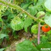 农村人俗称的“苦天茄”植物长什么样,有什么功效和用途？