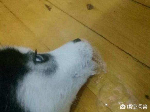 狗吐白沫是怎么回事:狗狗吐白色沫子，这是怎么回事？该怎么办？ 狗吐白沫是怎么回事吃什么药