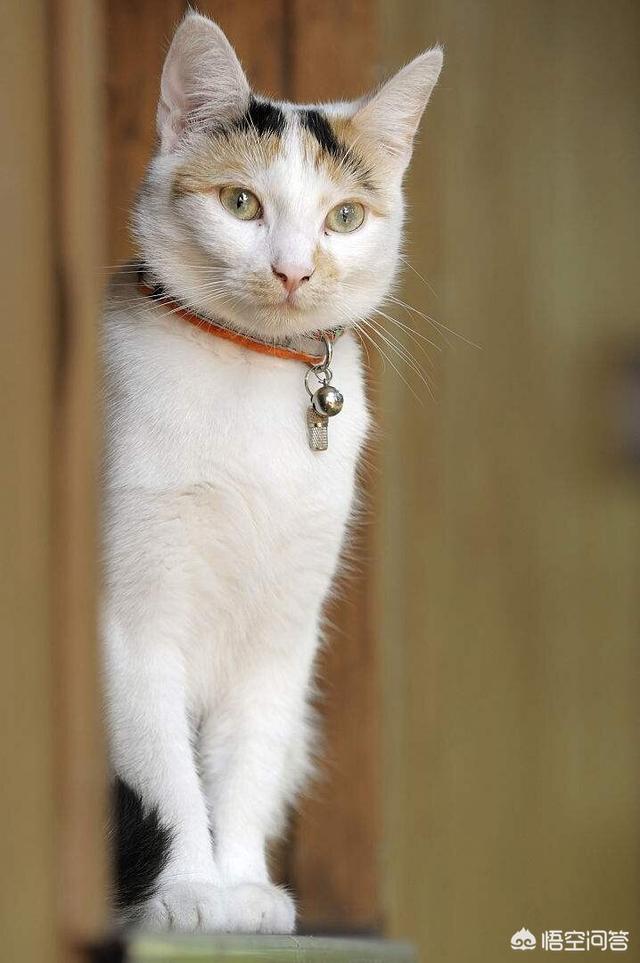 头条问答 怎么同时养一只母猫和它生的小公猫 花生米喵宠的回答 0赞