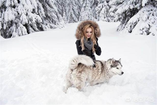 和狗狗做:天冷季节有哪些事不能对狗狗做？