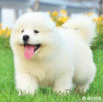 罗威纳幼犬到家:宠物到新家的准备工作有哪些呢？