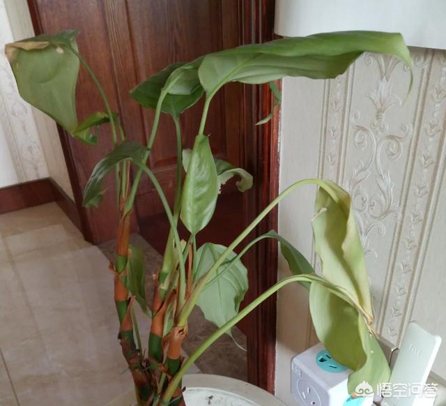 花叶万年青叶子鄢了:广东万年青叶子蔫了是怎么回事？该怎么办？