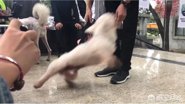 白色博美犬性格特点:“小狐狸”博美犬为何那么多人养？ 白色博美犬名字