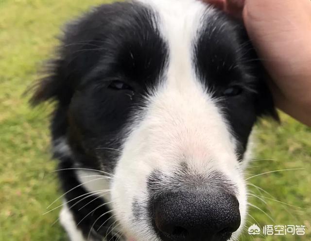 博美犬性格:为什么有的博美犬爱咬人？
