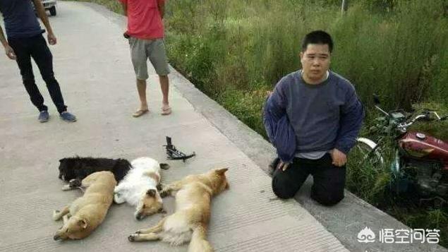 横县 偷狗被打:那些偷狗贼被人们抓住了都是什么下场？