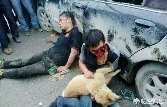 横县 偷狗被打:那些偷狗贼被人们抓住了都是什么下场？