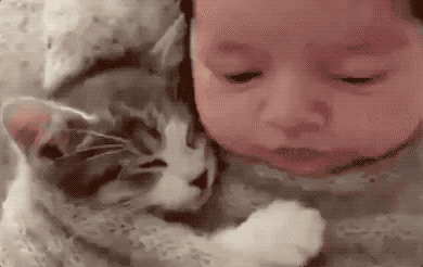 为什么晚上睡觉时猫咪总喜欢靠近自己的头，而且咕噜声还很大？插图40