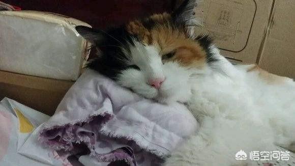 为什么晚上睡觉时猫咪总喜欢靠近自己的头，而且咕噜声还很大？插图41