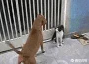 我与大狼狗的激情:如何让自家的暹罗猫打败邻居家的两只大狼狗？