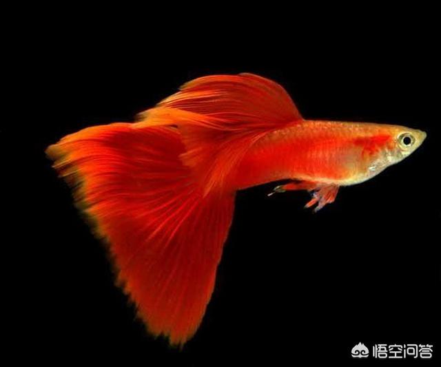孔雀鱼论坛:孔雀鱼论坛 孔雀鱼身上长白点怎么办？
